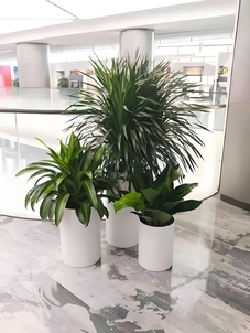 专业镇海植物租摆，为您打造别具一格的空间